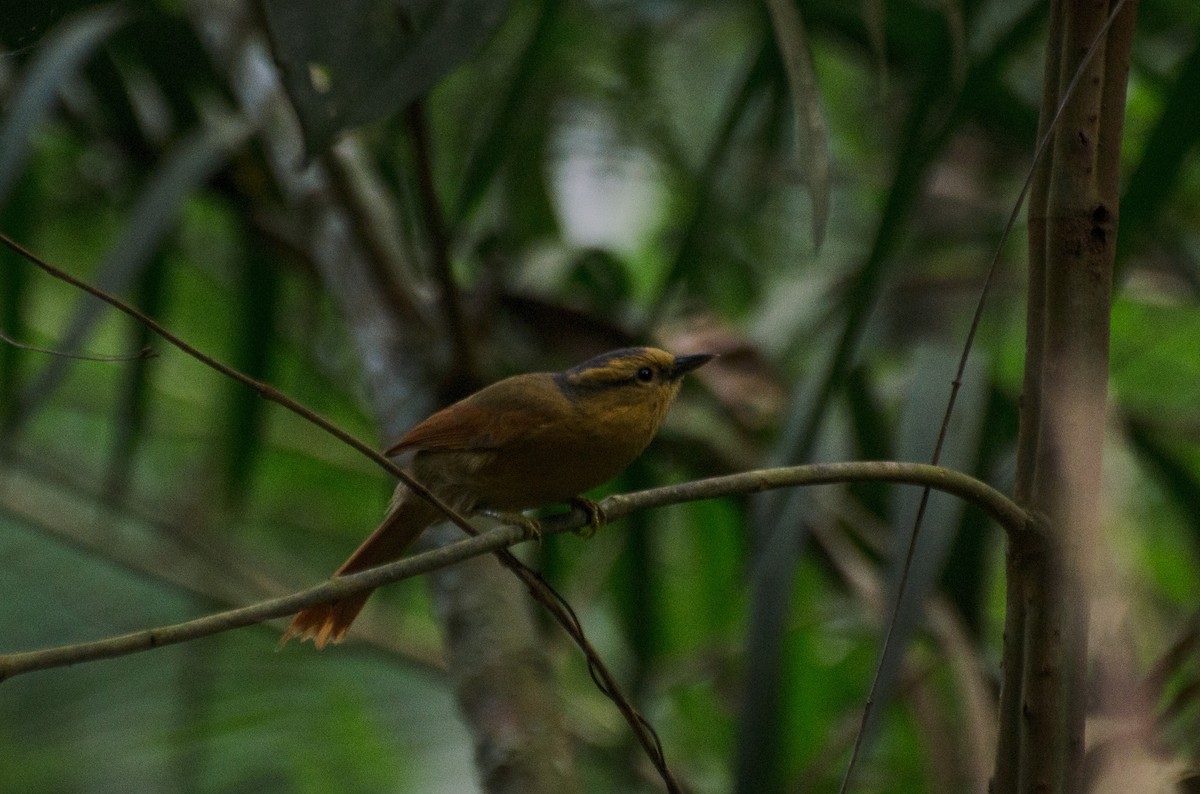 Buff-fronted Foliage-gleaner - ML103334271