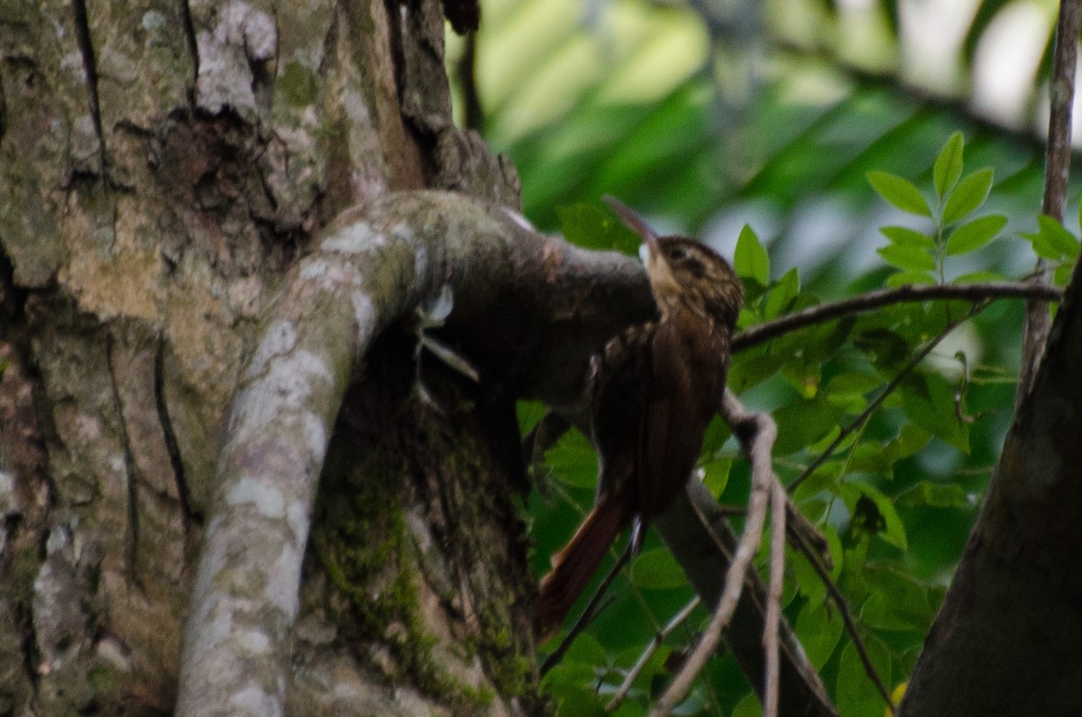 Lesser Woodcreeper - ML103334311