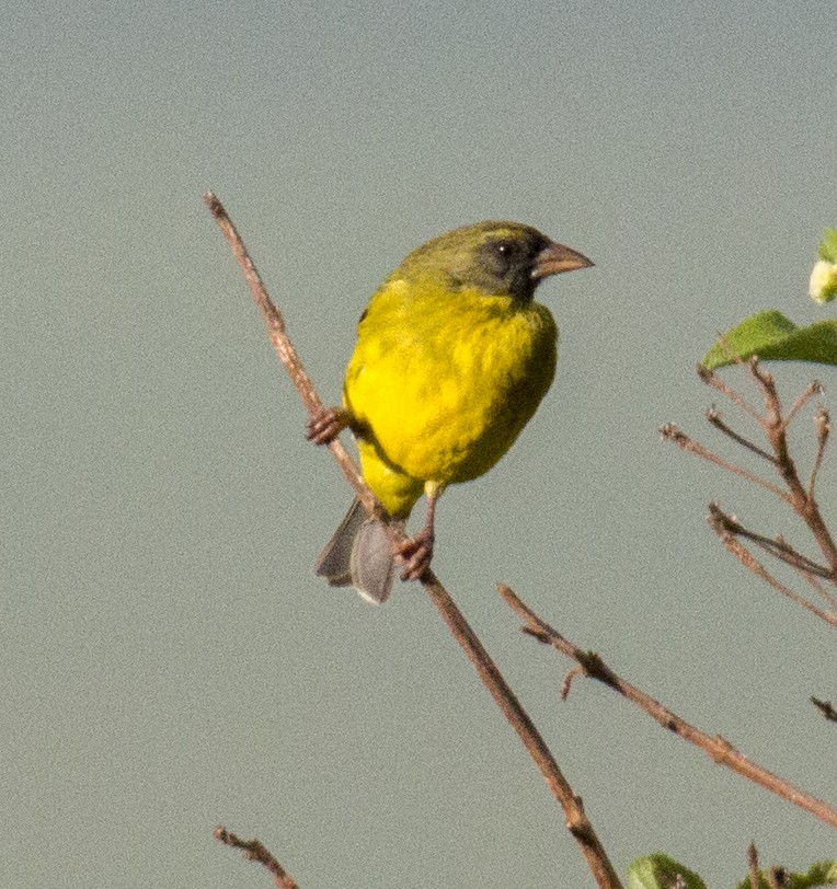 Southern Citril - ML103335841