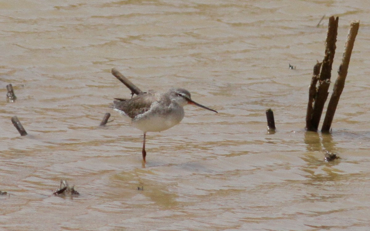 Spotted Redshank - ML103336191