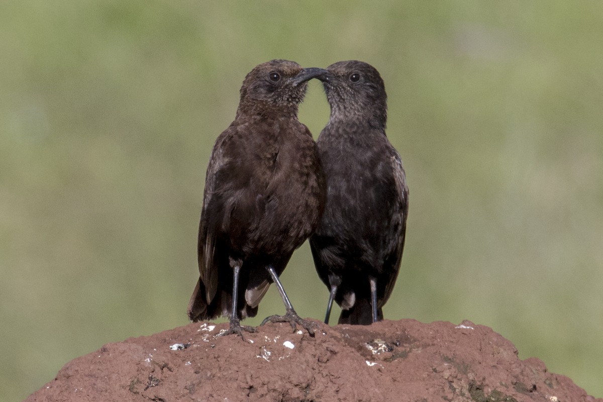 Northern Anteater-Chat - ML103336261