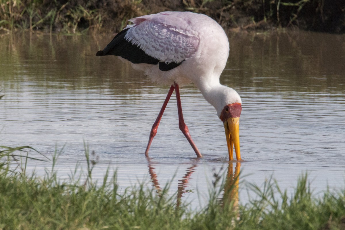 Yellow-billed Stork - Scott Young