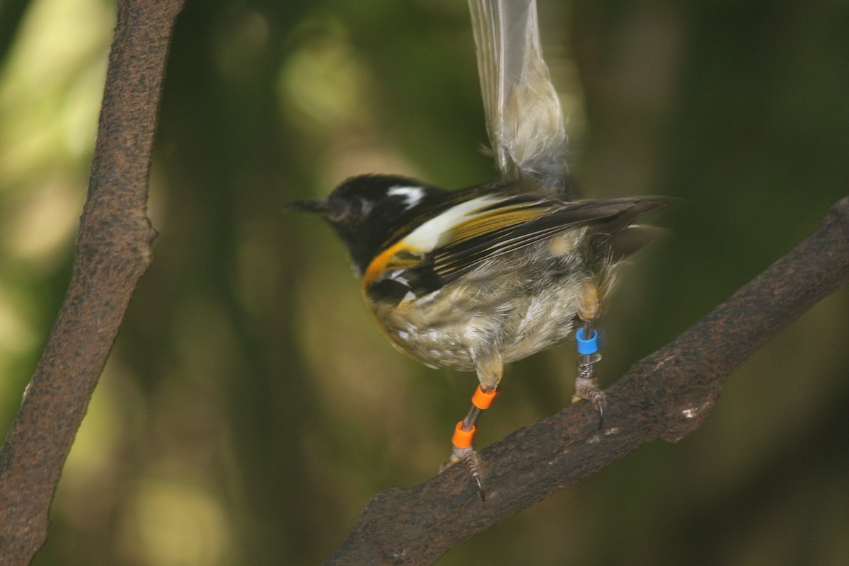 Hihi de Nouvelle-Zélande - ML103337171