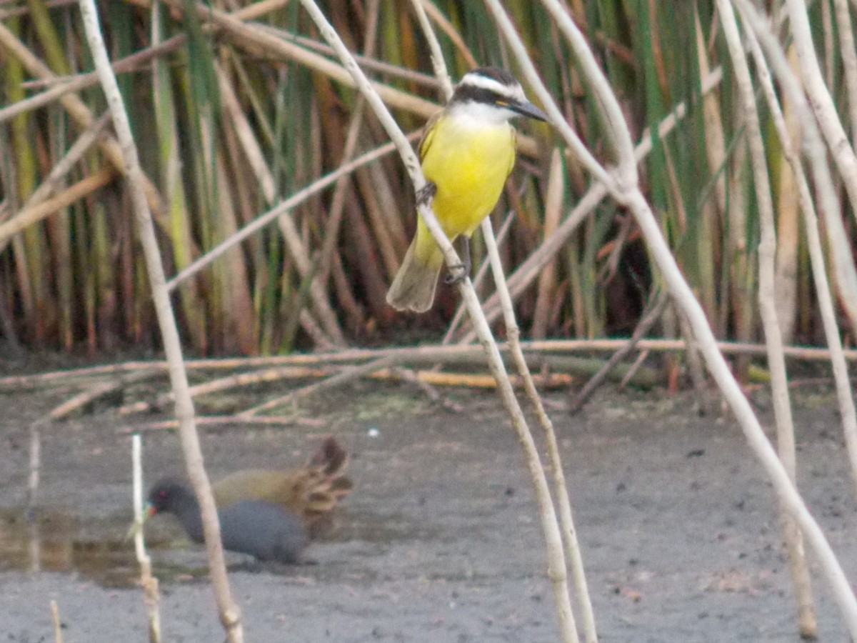 Great Kiskadee - ML103337421