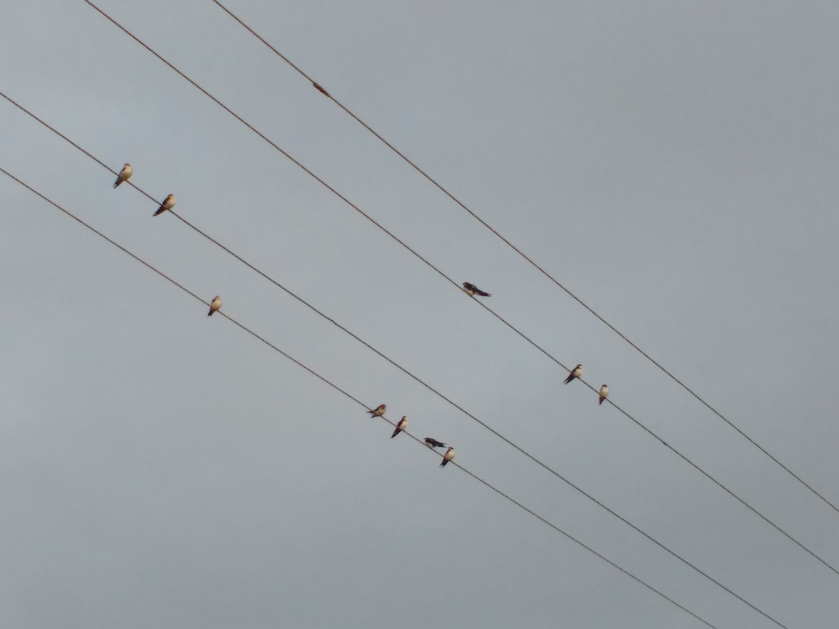 Wire-tailed Swallow - ML103337921