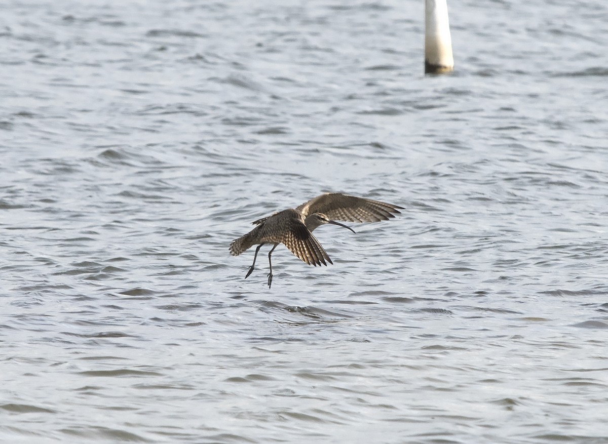 Regenbrachvogel - ML103338041