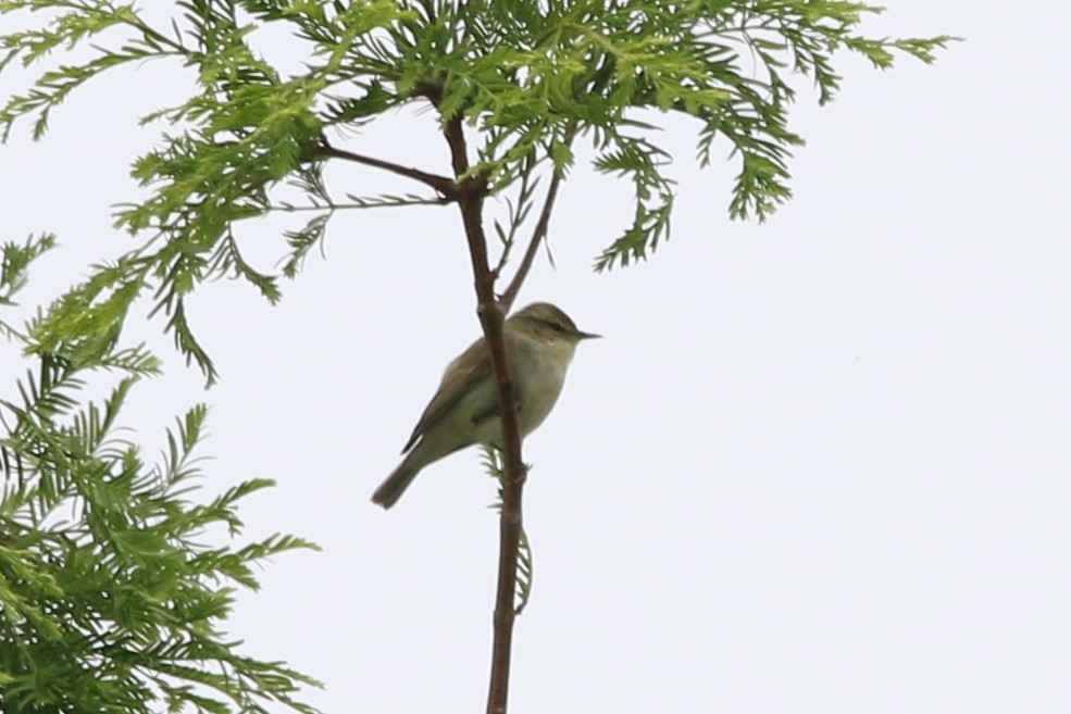 Ногоовор дууч шувуу - ML103338601