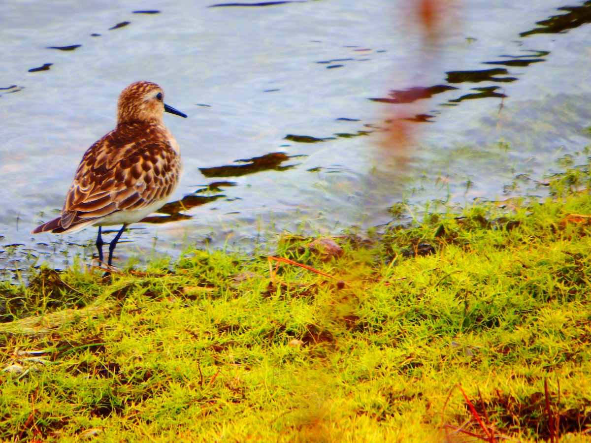 Baird's Sandpiper - Juan Sebastián León Lleras