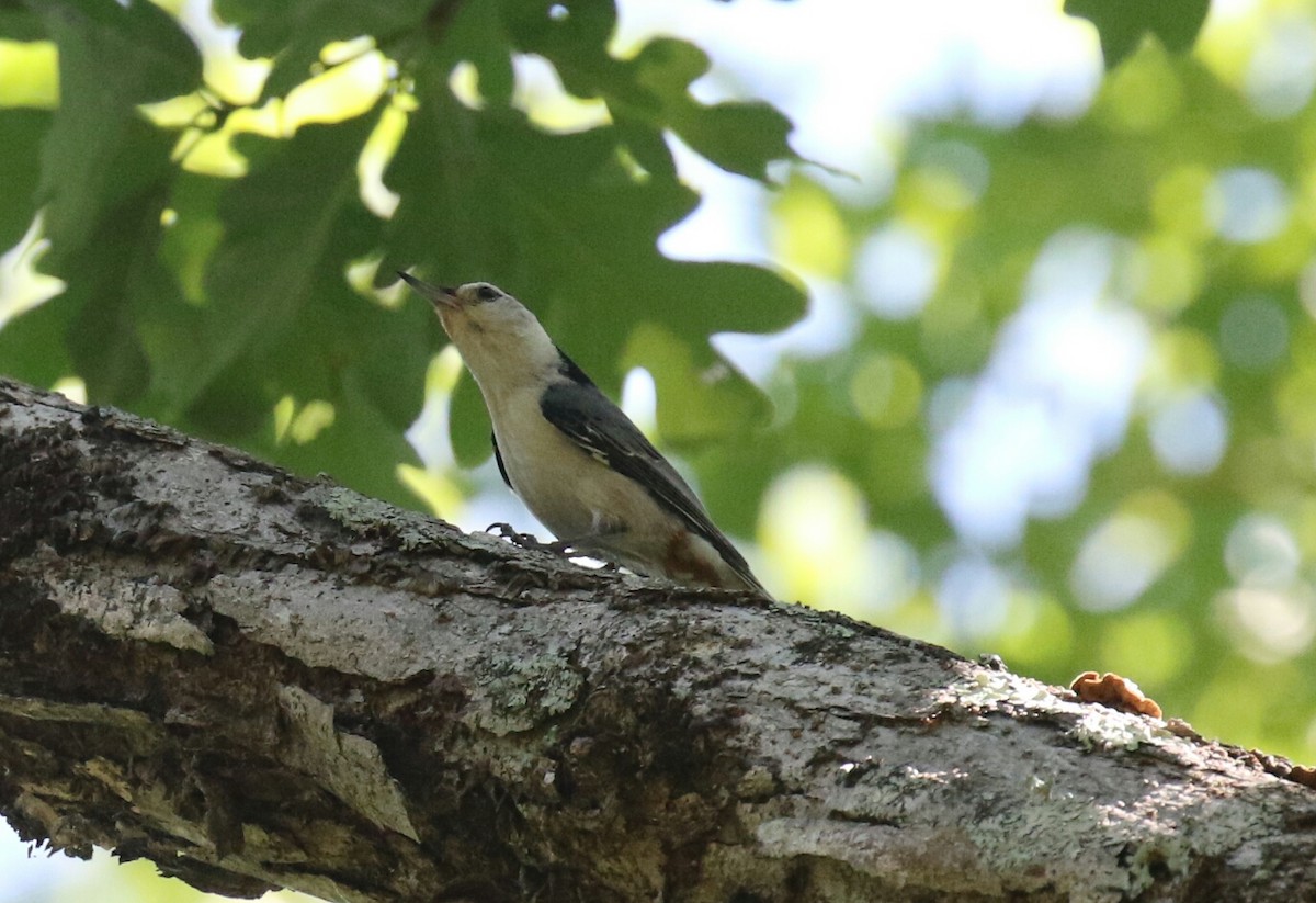 Sittelle à poitrine blanche (carolinensis) - ML103339411