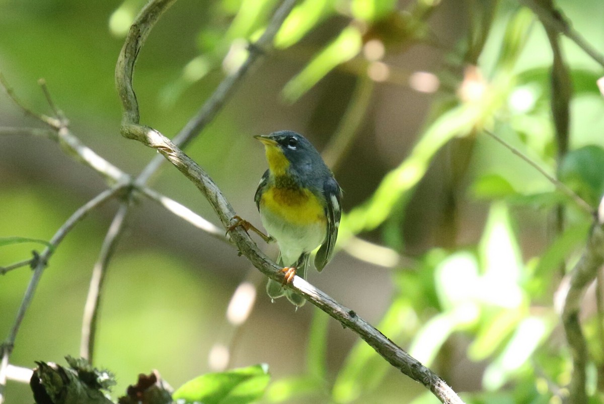 Northern Parula - ML103339441