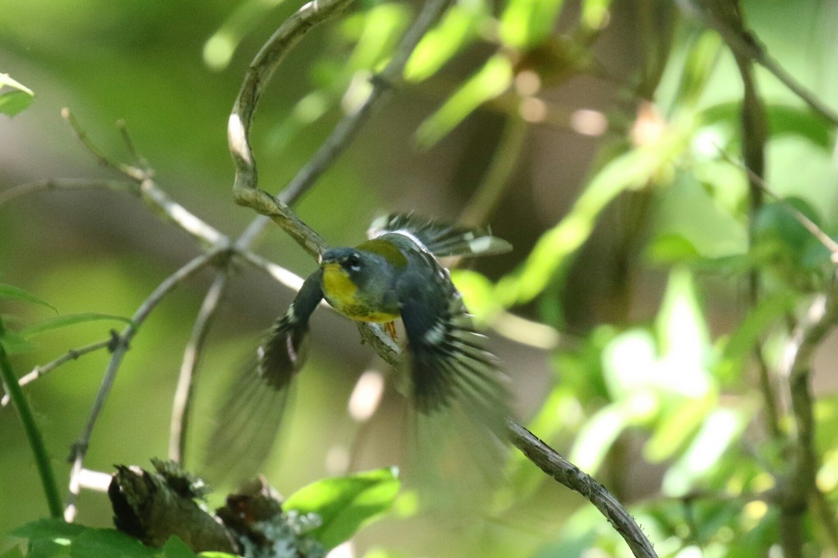 Northern Parula - ML103339451