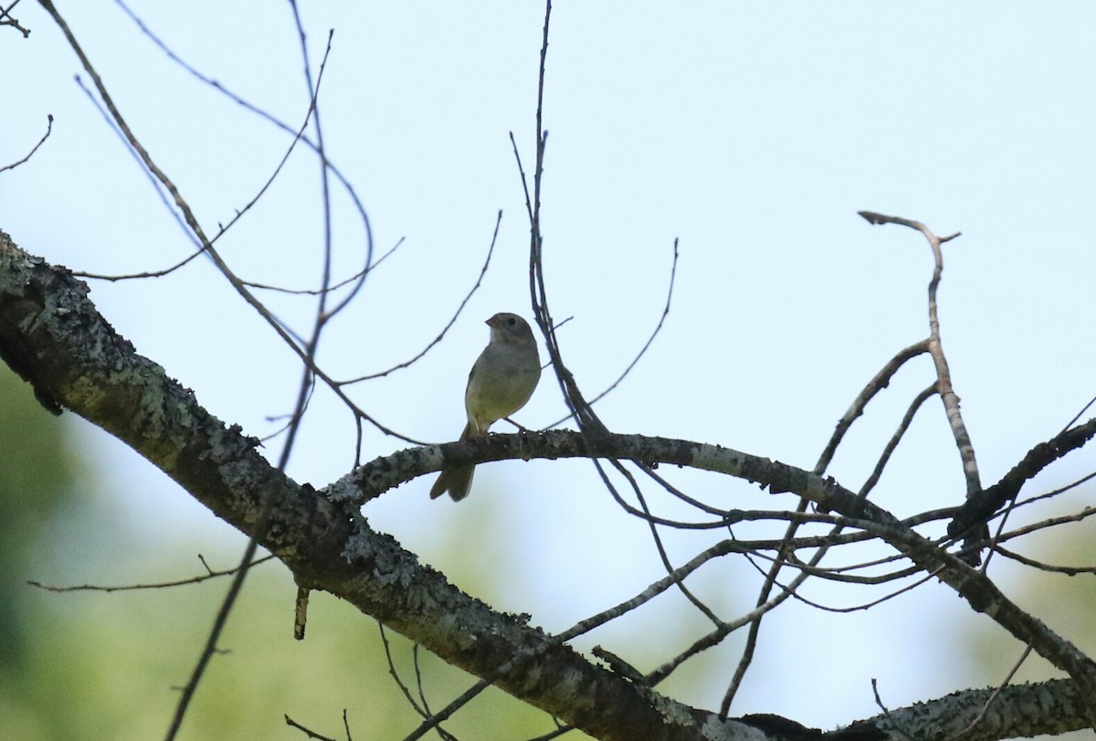 Field Sparrow - ML103339491