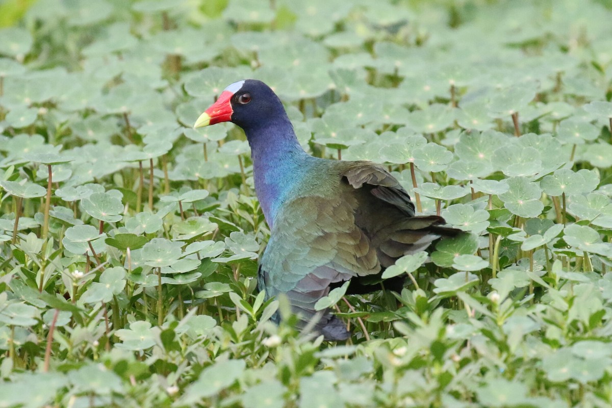 Purple Gallinule - ML103339811