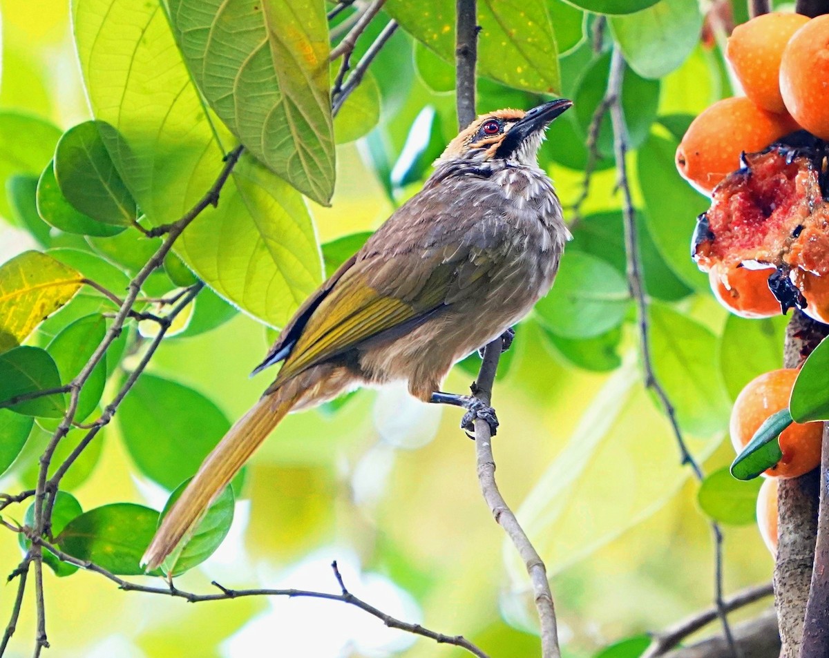 Straw-headed Bulbul - Steven Cheong