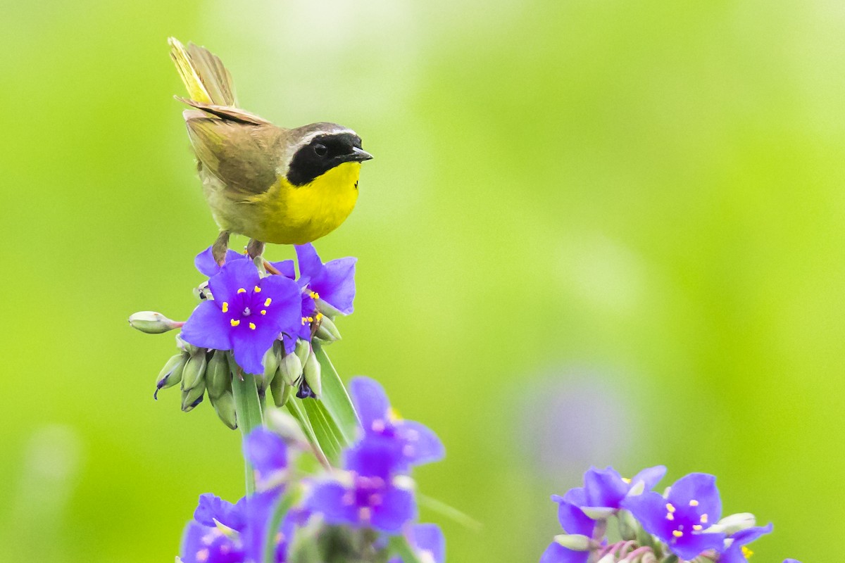 Common Yellowthroat - ML103340771