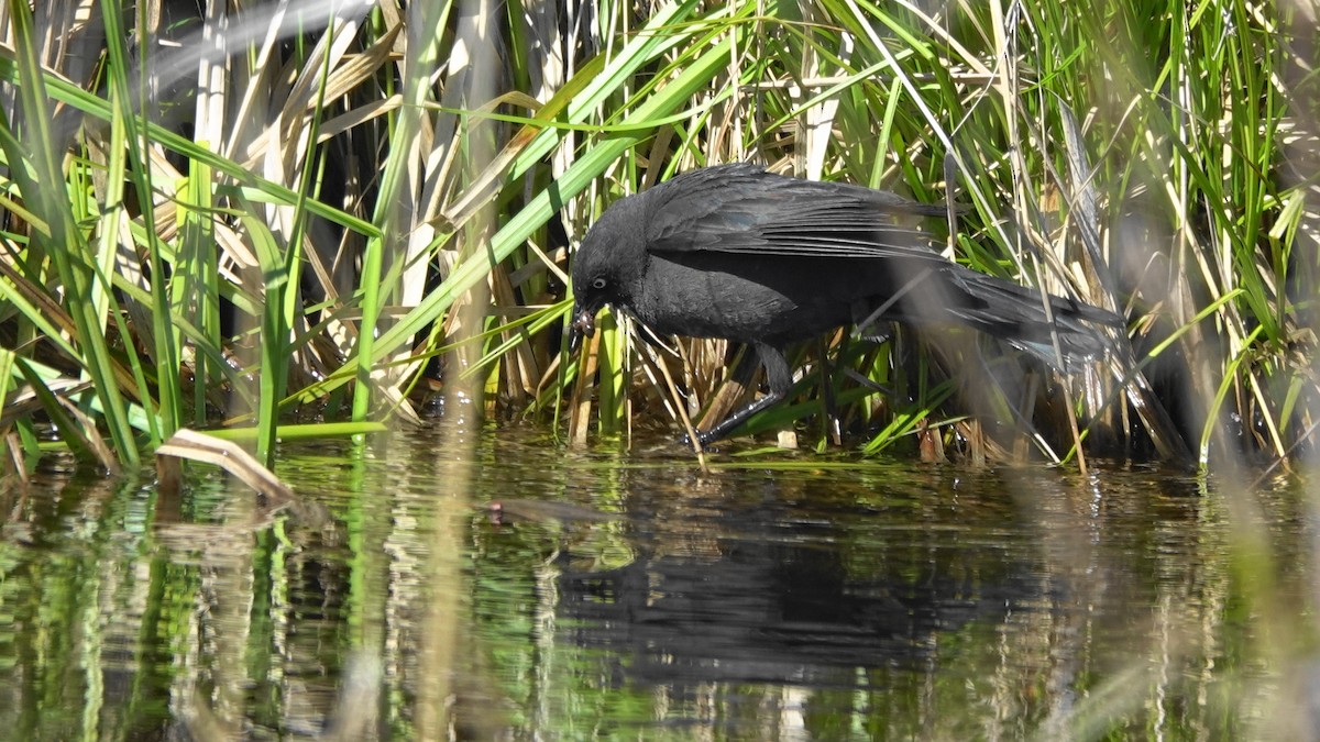 Rusty Blackbird - ML103340811