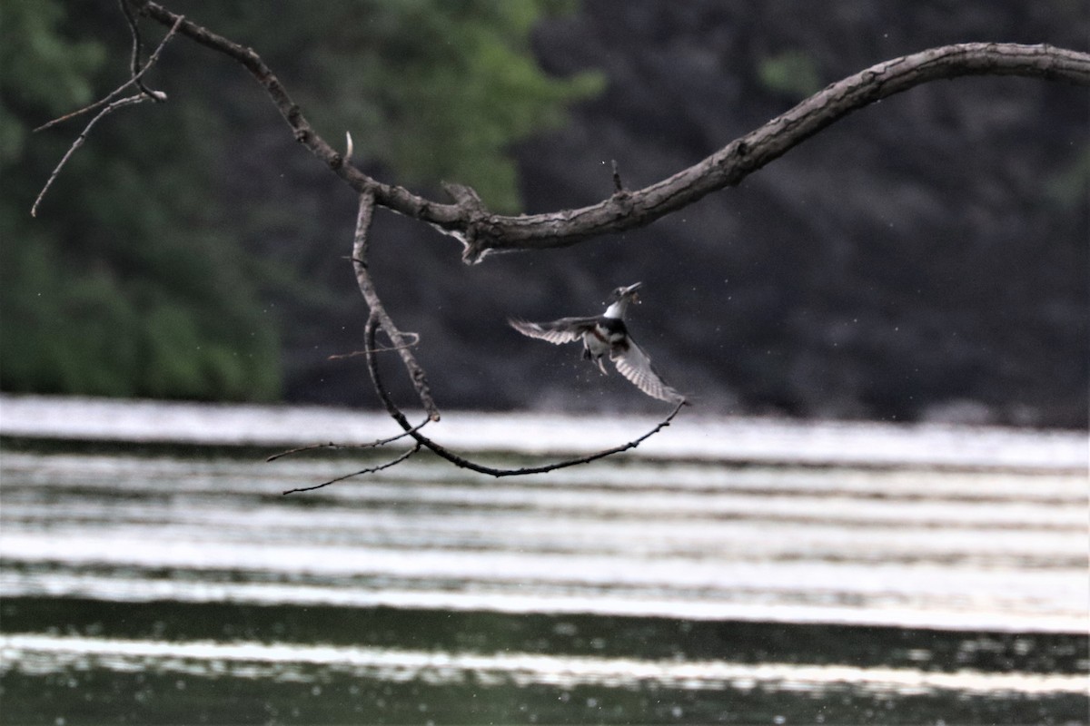 Belted Kingfisher - ML103341231