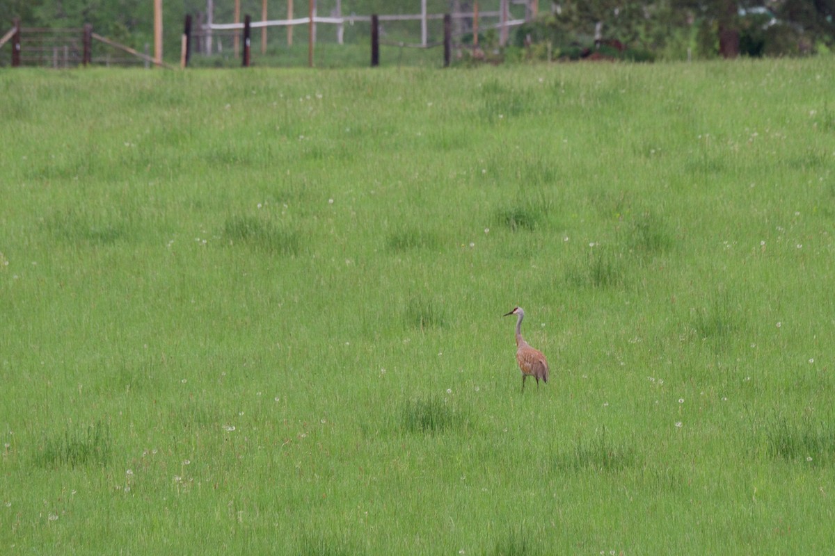 Sandhill Crane - ML103341821