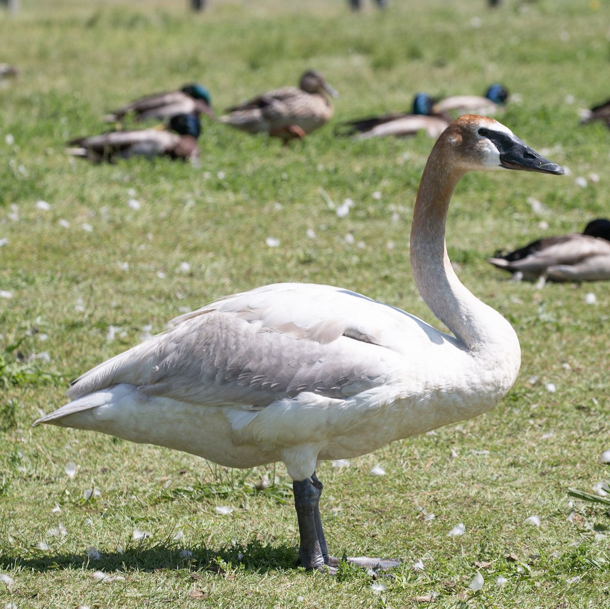 Trumpeter Swan - Tim Sackton