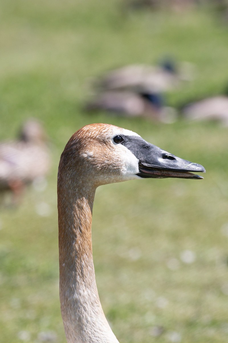 Trumpeter Swan - ML103341991