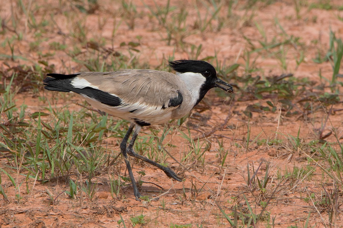 River Lapwing - Ayuwat Jearwattanakanok