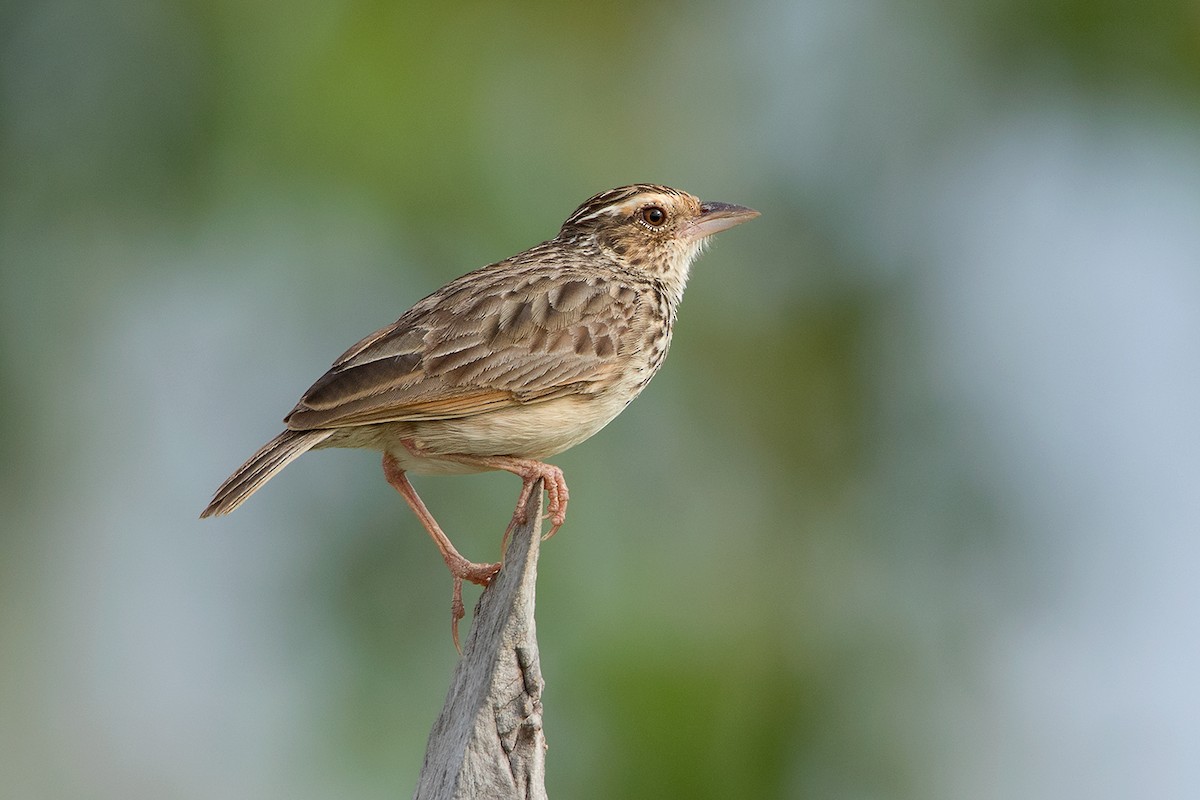 Indochinese Bushlark - Ayuwat Jearwattanakanok
