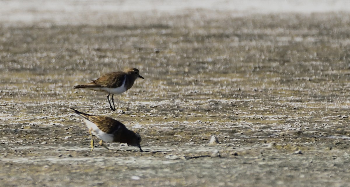Rufous-chested Dotterel - ML103342511
