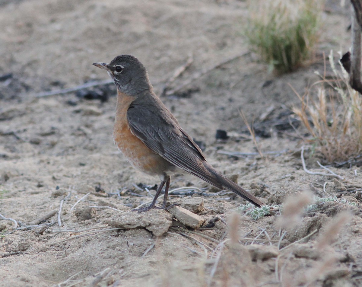 American Robin - ML103343011