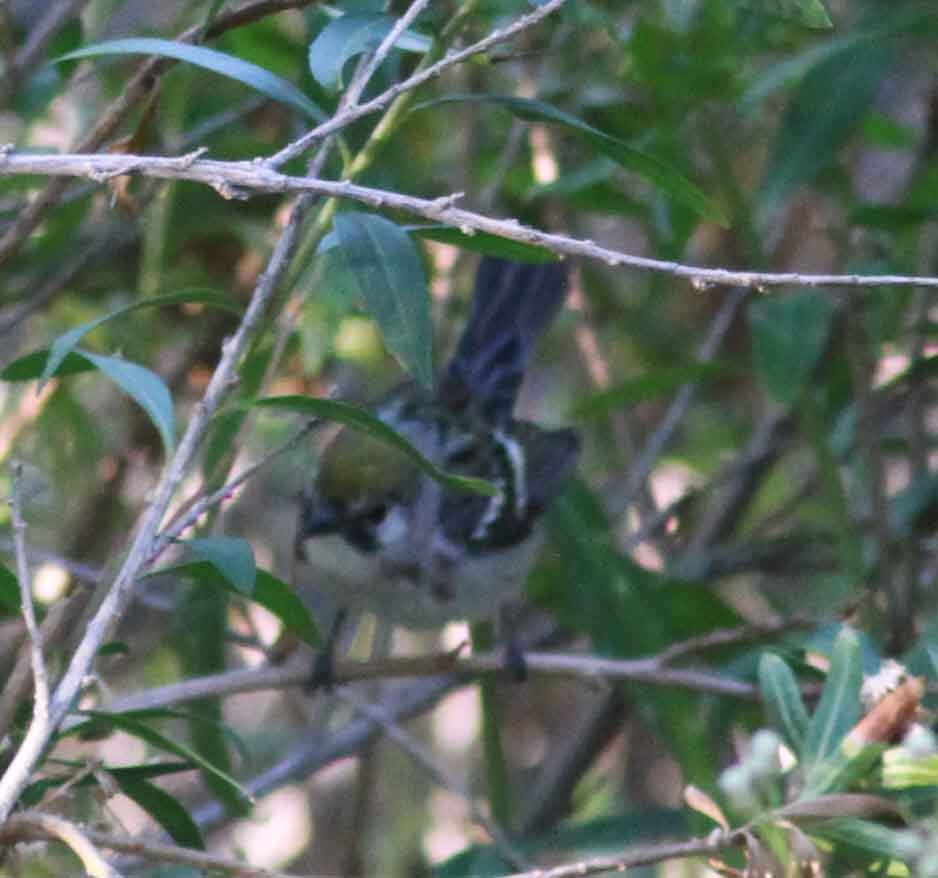 Chestnut-sided Warbler - ML103343021