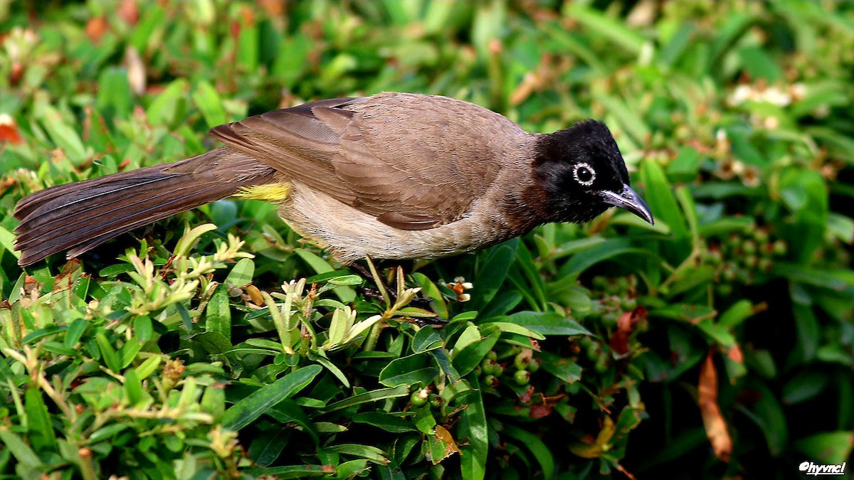 White-spectacled Bulbul - Ozgun Sozuer