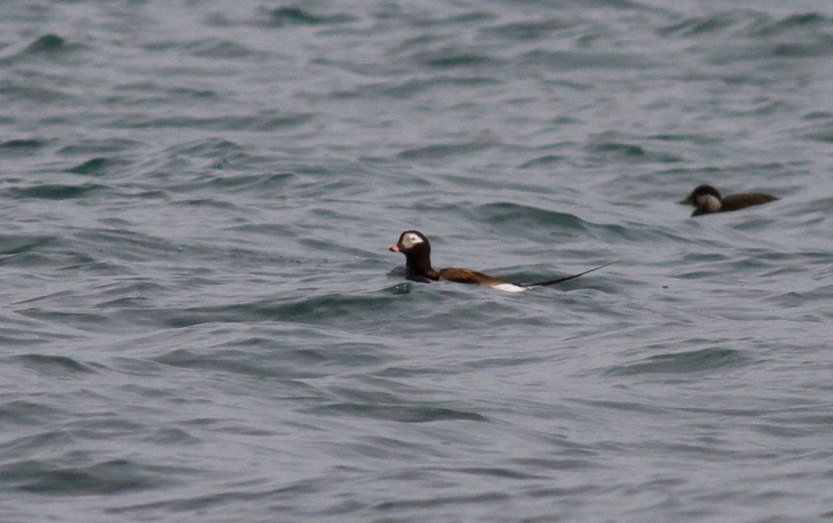 Long-tailed Duck - ML103345561
