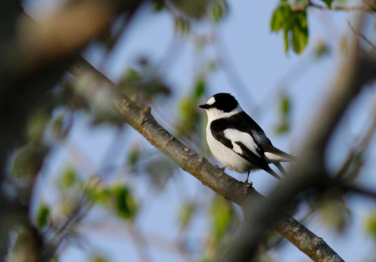 Collared Flycatcher - ML103345901