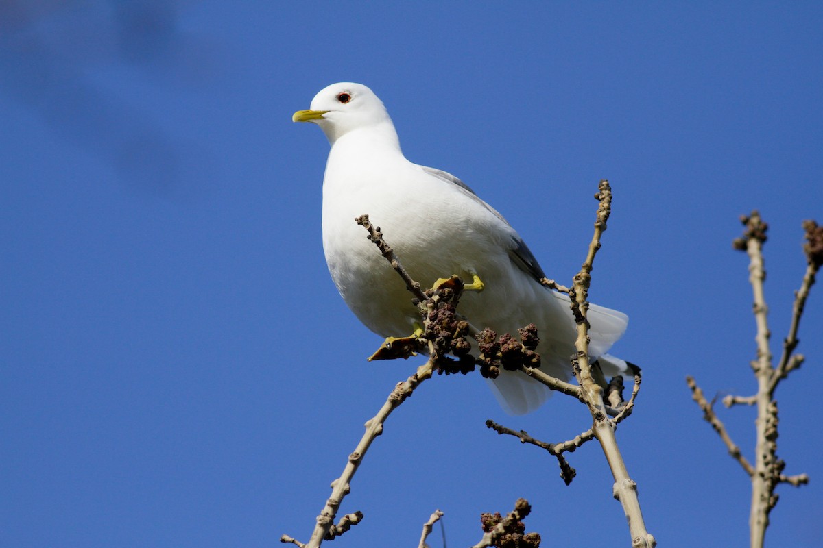 カモメ（canus） - ML103346021