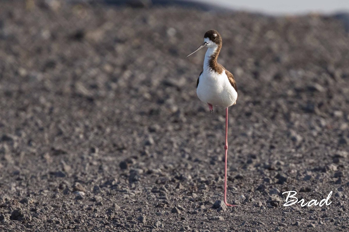 Black-necked Stilt (Hawaiian) - Brad Argue