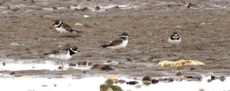 Common Ringed Plover - ML103347631