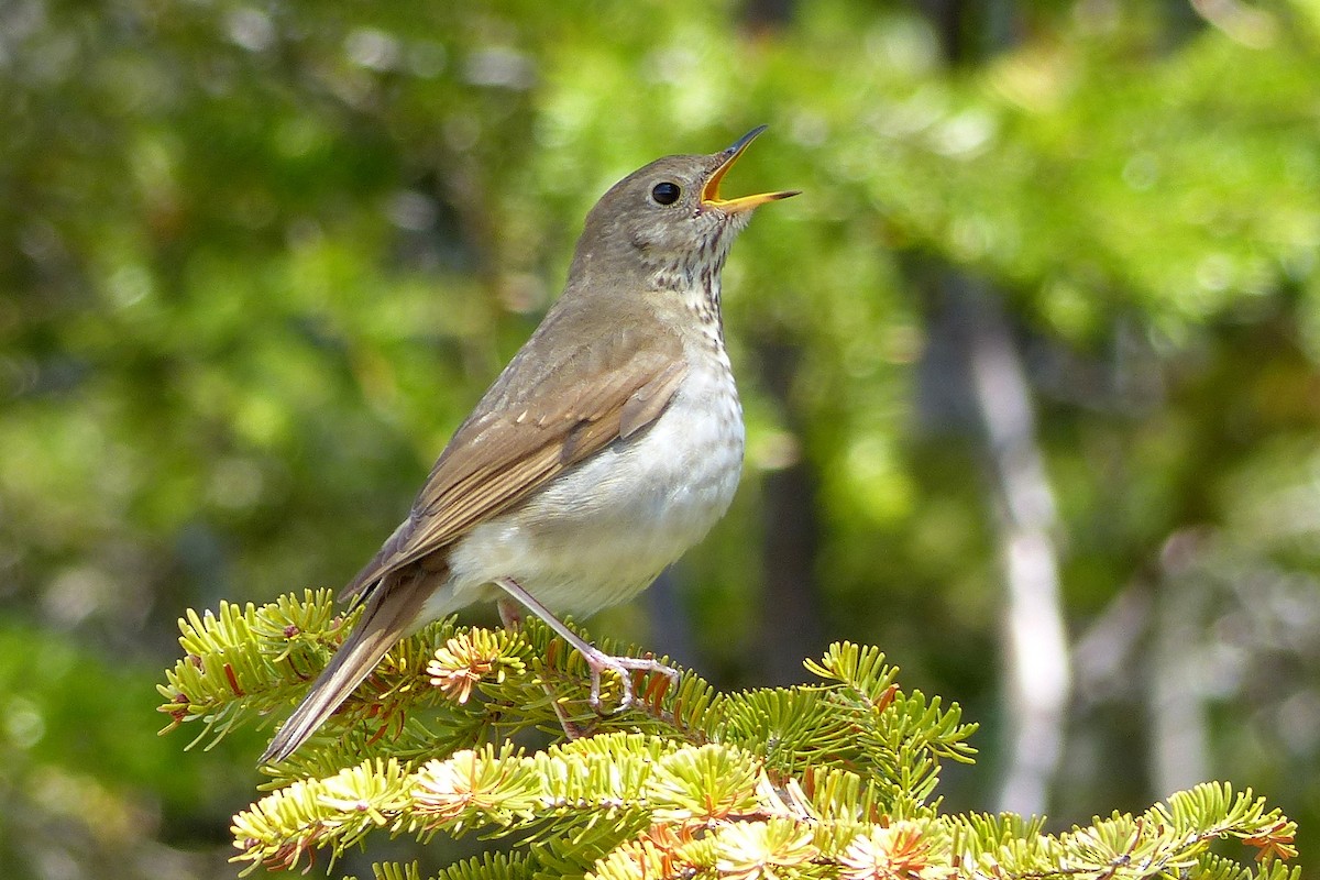 Bicknell's Thrush - Pierre Fradette