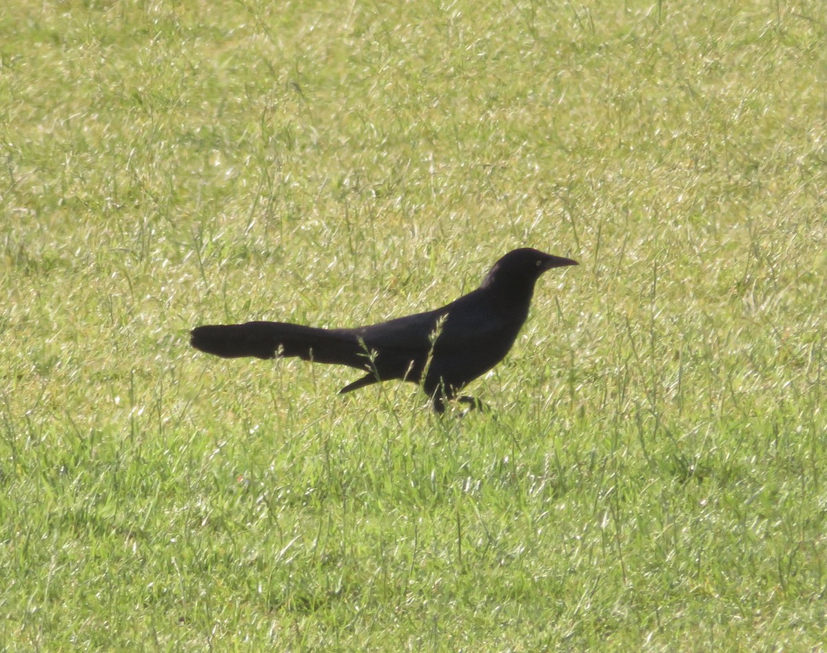 Great-tailed Grackle - ML103349771