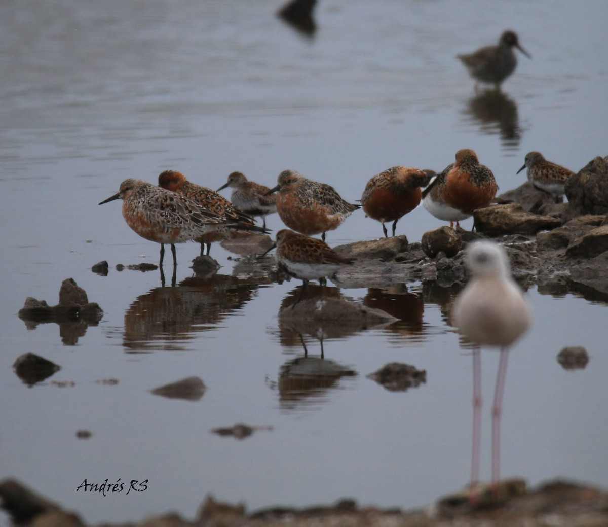 Red Knot - ML103350271