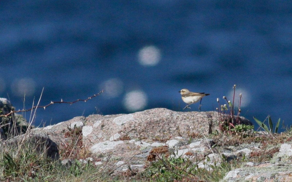 Northern Wheatear (Eurasian) - ML103350821