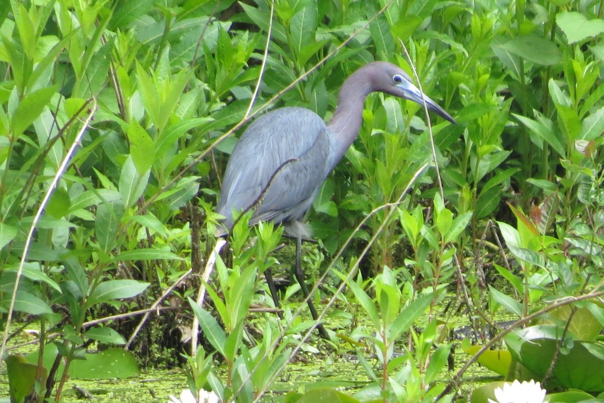 Little Blue Heron - Anonymous