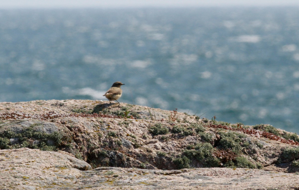 Northern Wheatear (Eurasian) - ML103351951