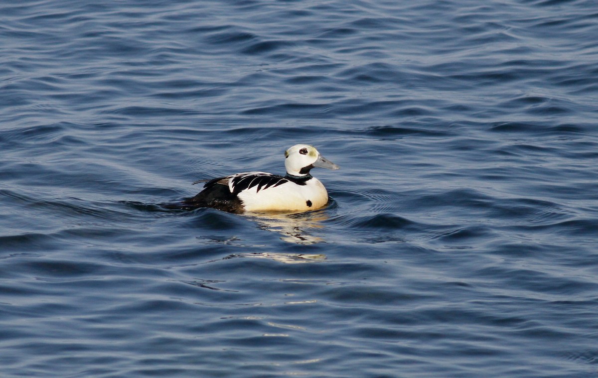 Steller's Eider - ML103352091