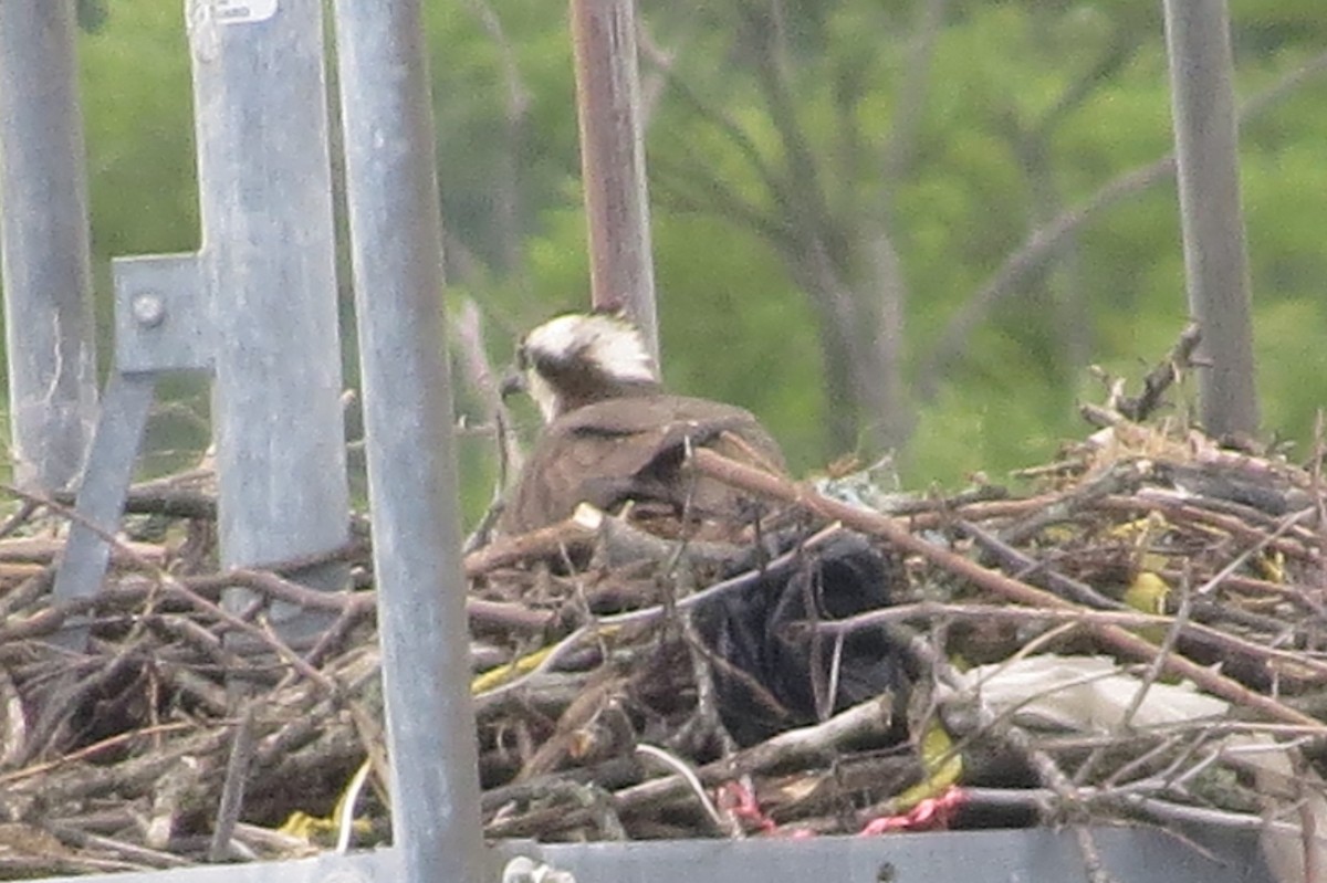 Balbuzard pêcheur - ML103352321