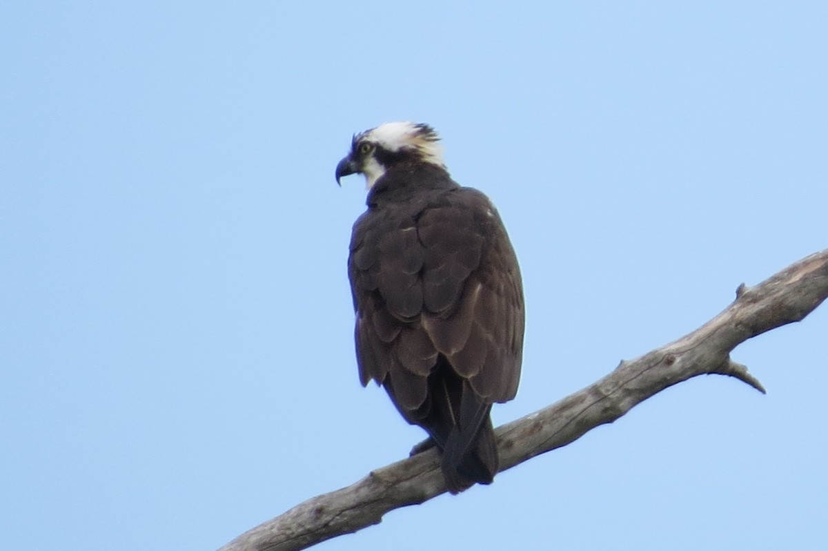 Osprey - Anonymous