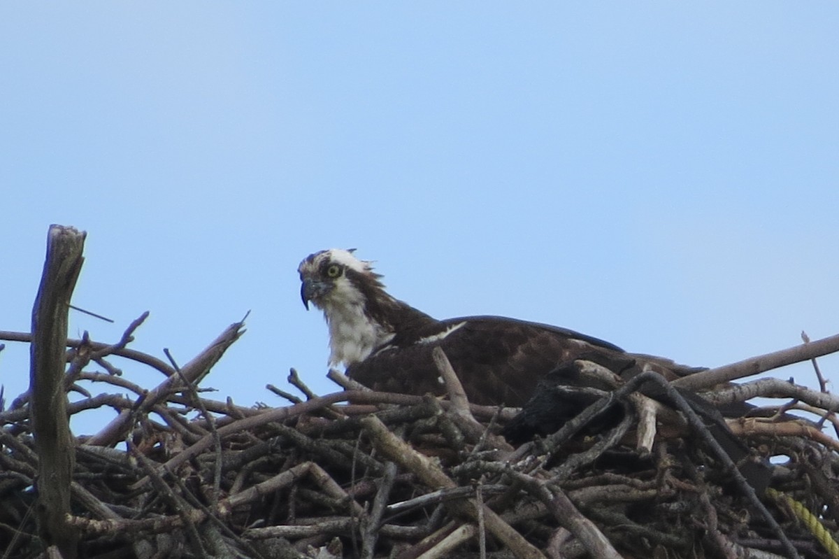 Osprey - ML103352341