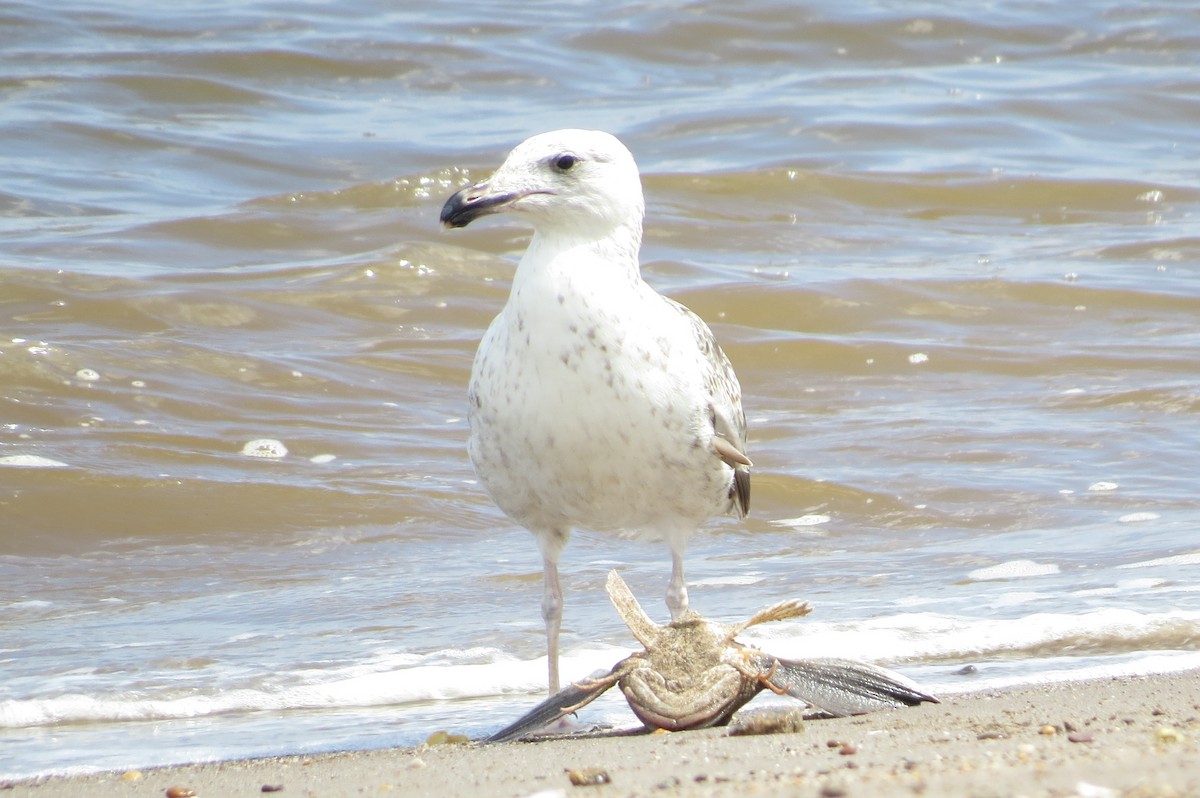 Great Black-backed Gull - ML103352661