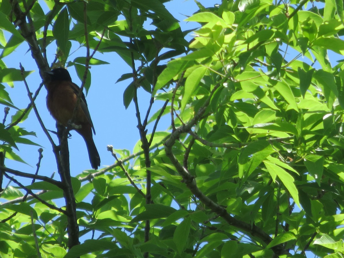 Orchard Oriole - ML103353341