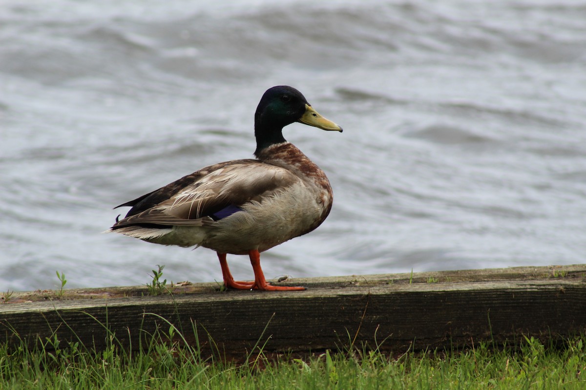 Mallard - ML103353711