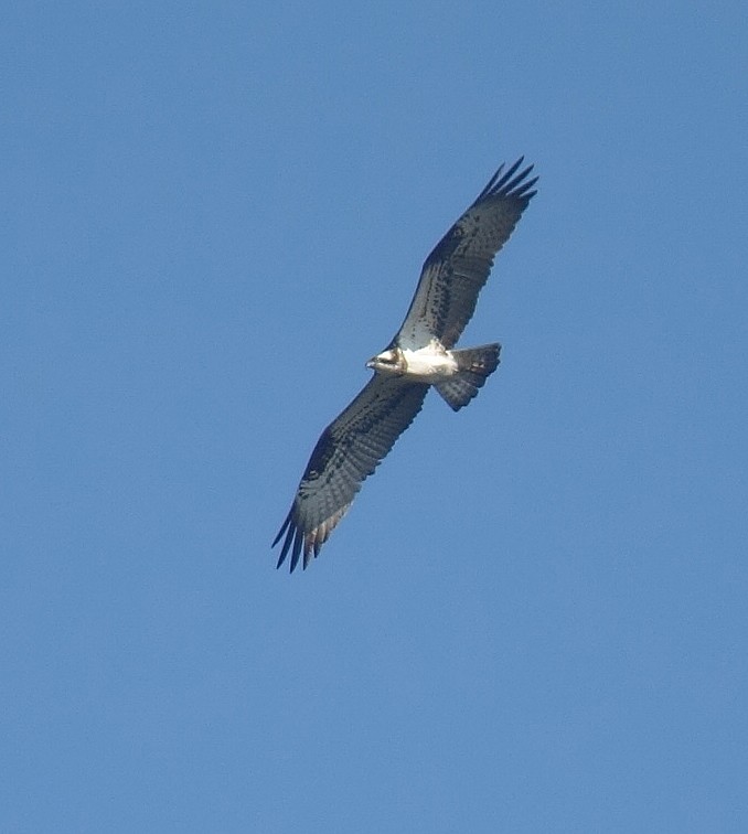 Osprey - ML103354591