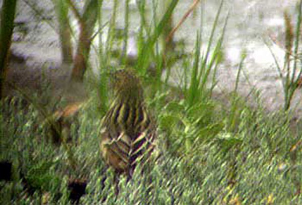 Red-throated Pipit - ML103356591